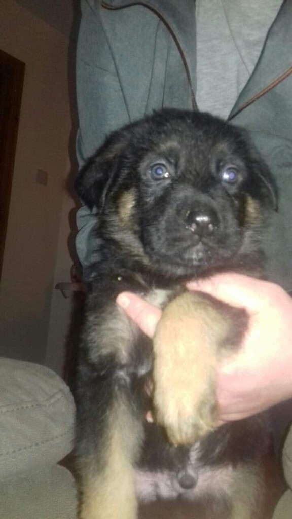 german shepherds for sale gumtree